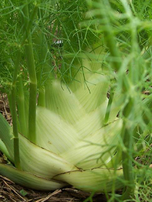 Fennel, Florence - Herb 1g Fennel, Florence - Herb 1g