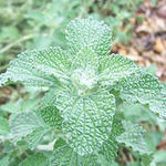 Horehound, White - Herb 0.15g Horehound, White - Herb 0.15g