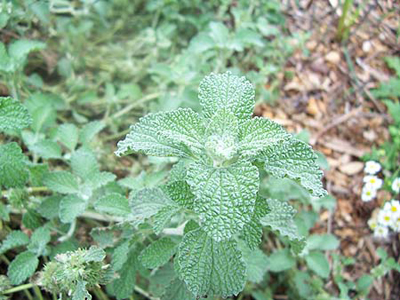 Horehound, White - Herb 0.15g Horehound, White - Herb 0.15g
