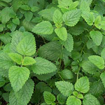 Lemon Balm - Herb 0.19g Lemon Balm - Herb 0.19g