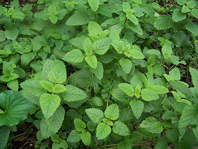 Lemon Balm - Herb 0.19g Lemon Balm - Herb 0.19g
