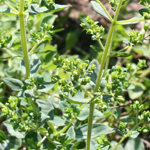 Oregano, Greek - Herb 0.05g Oregano, Greek - Herb 0.05g