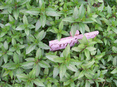 Mint - Herb 0.05g Mint - Herb 0.05g