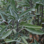 Sage, Common - Herb 0.33g