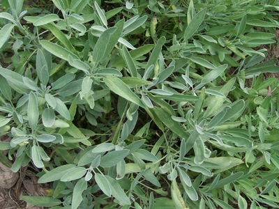 Sage, Common - Herb 0.33g Sage, Common - Herb 0.33g
