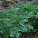 Burnet, Salad - Herb 0.6g
