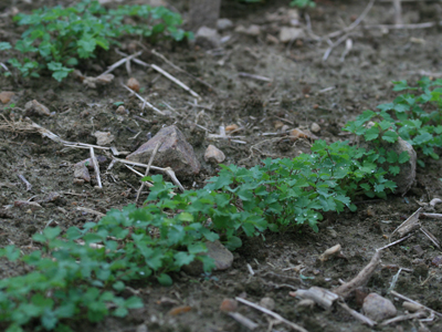 Burnet, Salad - Herb 0.6g Burnet, Salad - Herb 0.6g