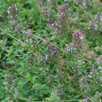 Thyme, Creeping - Herb 0.2g Thyme, Creeping - Herb 0.2g