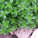 Thyme, German Winter - Herb 0.2g Thyme, German Winter - Herb 0.2g
