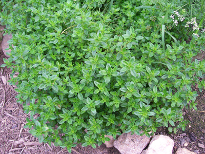 Thyme, German Winter - Herb 0.2g Thyme, German Winter - Herb 0.2g