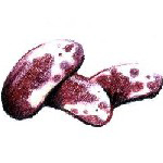 Jacob's Cattle (Trout) Bush Dry Bean 28 g Jacob's Cattle (Trout) Bush Dry Bean 28 g