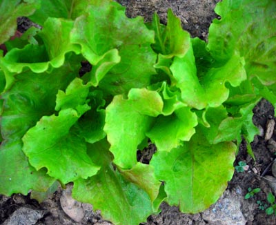 Sierra LETTUCE, BATAVIAN/CRISPHEAD 7 g