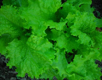 Slo-Bolt LETTUCE, LOOSELEAF 0.5 g Slo-Bolt LETTUCE, LOOSELEAF 0.5 g