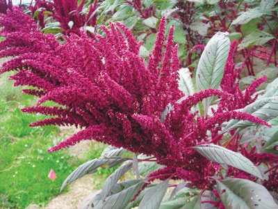 Mayo Indian Amaranth GRAIN 2 g Mayo Indian Amaranth GRAIN 2 g