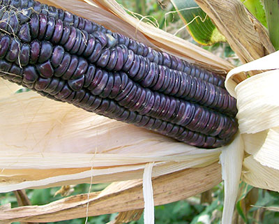 McCormack's Blue Giant CORN, DENT 228 g McCormack's Blue Giant CORN, DENT 228 g
