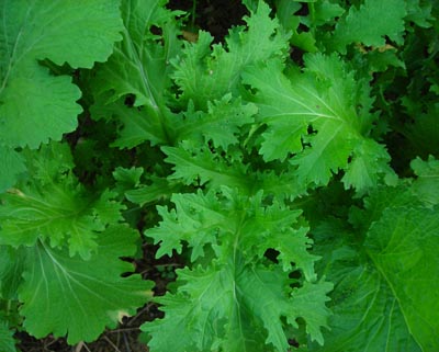 New Star Mustard MUSTARD 1 g New Star Mustard MUSTARD 1 g