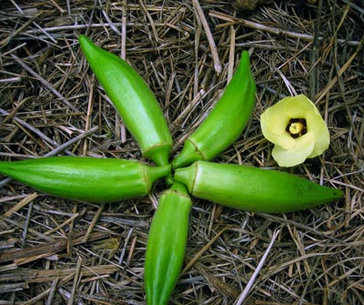 Gold Coast OKRA 5 g Gold Coast OKRA 5 g