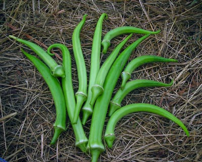 Stewart Zeebest OKRA 5 g Stewart Zeebest OKRA 5 g