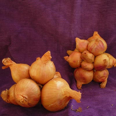 Yellow Potato Onion (Hill, Mother, or Pregnant Onion) 8 oz.
