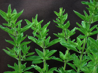 Oregano, Greek - Herb 0.05g Oregano, Greek - Herb 0.05g