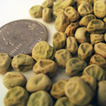 Little Marvel PEA, SHELLING (ENGLISH) (DWARF) 57 g