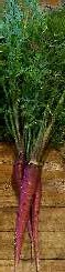 Purple Dragon Carrots 1g Purple Dragon Carrots 1g
