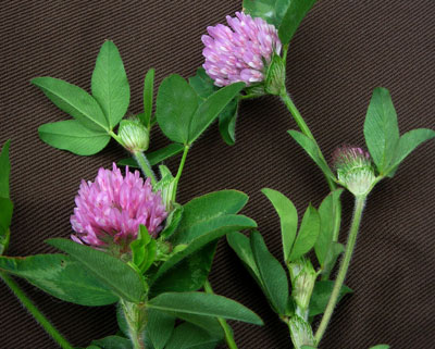 Red Clover COVER CROP 114 g Red Clover COVER CROP 114 g