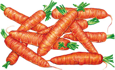 Scarlet Nantes (Coreless, Nantes 1/2 ) Carrots 28g Scarlet Nantes (Coreless, Nantes 1/2 ) Carrots 28g