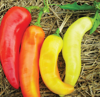 Yellow Banana Peppers