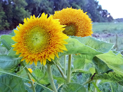 Teddy Bear Sunflower 4 g Teddy Bear Sunflower 4 g