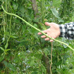 Green Pod Red Seed Asparagus (Yardlong, Yard Long) Bean 7g