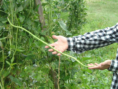 Green Pod Red Seed Asparagus (Yardlong, Yard Long) Bean 7g