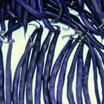 Royalty Purple Pod Snap Bean (Bush) 228g
