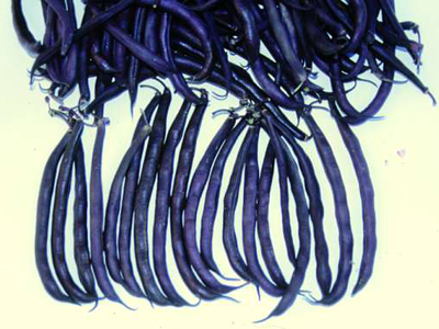 Royalty Purple Pod Snap Bean (Bush) 28g Royalty Purple Pod Snap Bean (Bush) 28g