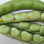 Broad Windsor BEAN, FAVA 228 g