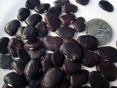 Black Knight BEAN, LIMA (POLE) 28 g Black Knight BEAN, LIMA (POLE) 28 g