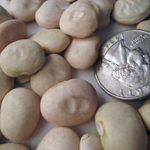Fordhook 242 BEAN, LIMA (BUSH) 114 g