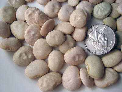 Fordhook 242 BEAN, LIMA (BUSH) 57 g Fordhook 242 BEAN, LIMA (BUSH) 57 g