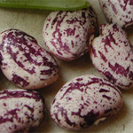 Jackson Wonder Butterbean BEAN, LIMA (BUSH) 228 g