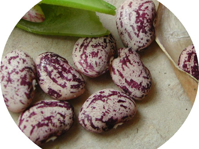 Jackson Wonder Butterbean BEAN, LIMA (BUSH) 28 g Jackson Wonder Butterbean BEAN, LIMA (BUSH) 28 g