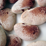 White Christmas BEAN, LIMA (POLE) 28 g