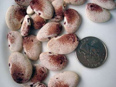 White Christmas BEAN, LIMA (POLE) 28 g White Christmas BEAN, LIMA (POLE) 28 g
