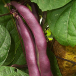Dean's Purple BEAN, SNAP (POLE) 14 g Dean's Purple BEAN, SNAP (POLE) 14 g