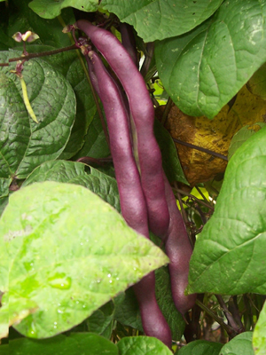 Dean's Purple BEAN, SNAP (POLE) 14 g Dean's Purple BEAN, SNAP (POLE) 14 g