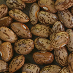 Red-Striped Greasy BEAN, SNAP (POLE) 28 g Red-Striped Greasy BEAN, SNAP (POLE) 28 g