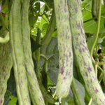 Selma Zesta BEAN, SNAP (POLE) 28 g Selma Zesta BEAN, SNAP (POLE) 28 g