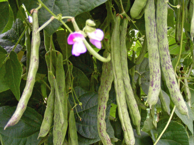 Selma Zesta BEAN, SNAP (POLE) 28 g Selma Zesta BEAN, SNAP (POLE) 28 g