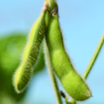 Moon Cake Edamame (Soybean) 28 g