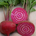 Chioggia (Dolce Di Chioggia) Beet 28g - Click Image to Close
