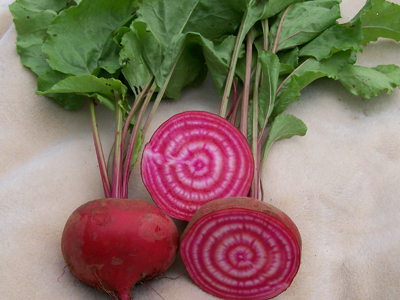Chioggia Beetroot